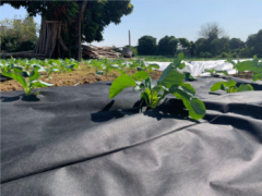 agricultural pp nonwoven fabric